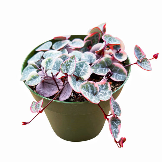 Variegated String of Hearts Care - More PINK + 13 Care Tips