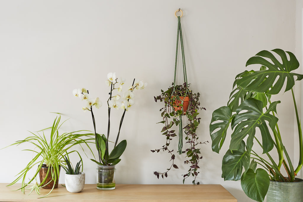 Macrame plant hanger on a wall with several other potted plants