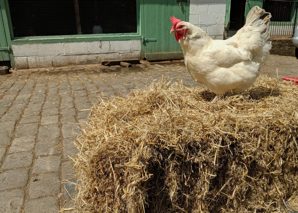 Chicken standing on a haystack