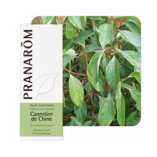 Eterično ulje cimet list (Cinnamomum Cassia) Pranarom 10ml