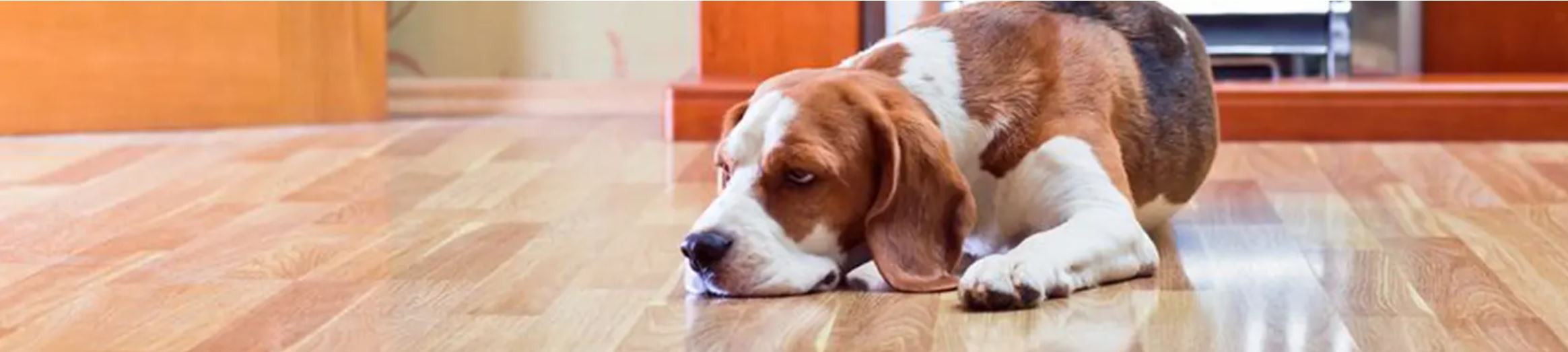 how do you stop dogs from slipping on laminate floors