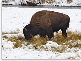 Grass-fed bison eating grass under snow