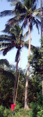 Photo of the Harvesting of Organic Coconuts to make Tropical Traditions Virgin Coconut Oil. Our hand-made Virgin Coconut Oil has tested highest in antioxidants. Support family farmers in the Philippines who make this traditional oil.