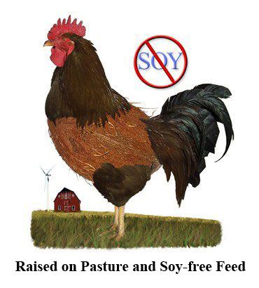 Pastured Chicken