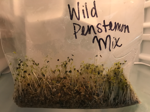 Bag Method Wild Penstemon Mix