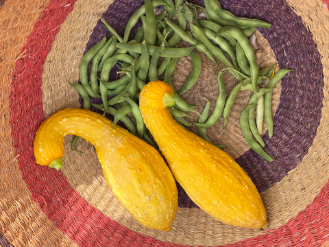 Yellow Crookneck Squash with Fava Beans