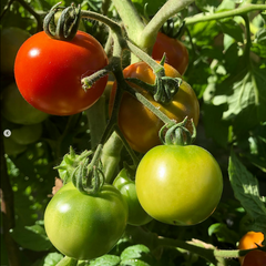 Sandpoint Tomato