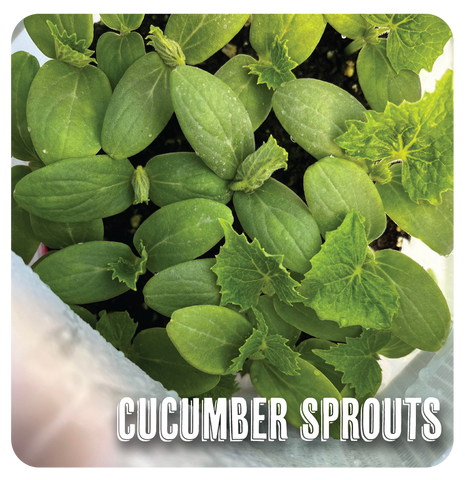 Cucumber Sprouts