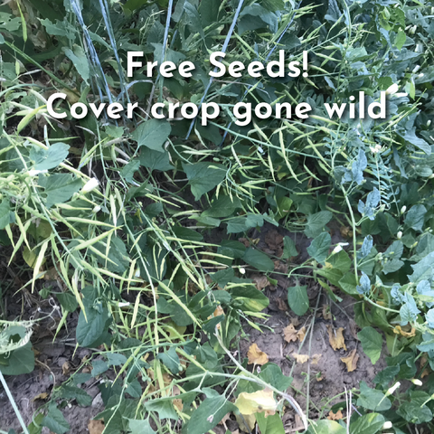 Free Seeds Cover Crop Gone Wild