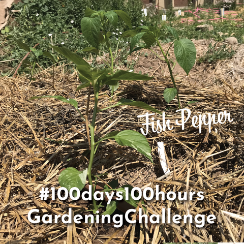 100 Days 100 hours challenge