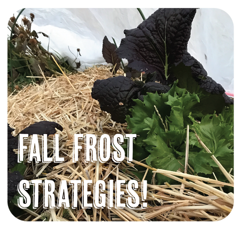 Fall Frost Strategies