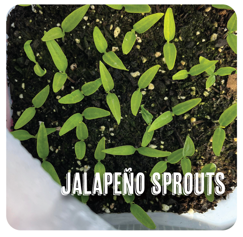 Jalapeno Sprouts