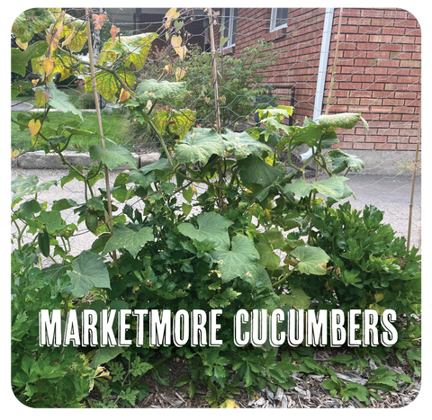 Marketmore Cucumbers