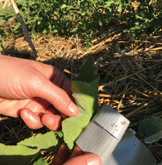 removing squash bug eggs