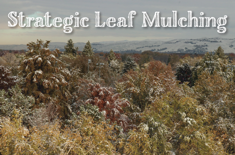 Strategic Leaf Mulching