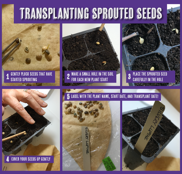 Transplanting Sprouted Seeds