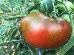 Paul Robeson Tomato