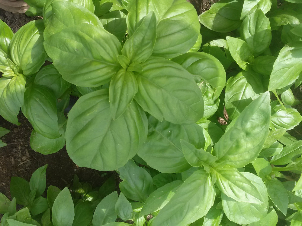 Basil Sweet Dani Lemon Snake River Seed Cooperative