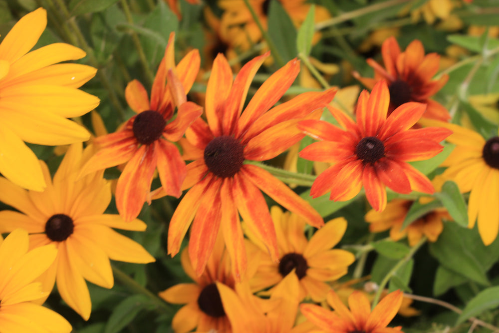 Calendula, (Pot marigold) Zeolights Seeds - Gulley Greenhouse