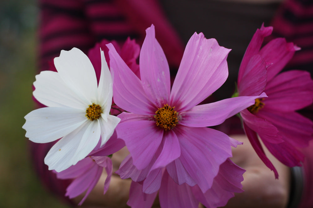 Vintage White' Strawflower – Experimental Farm Network Seed Store