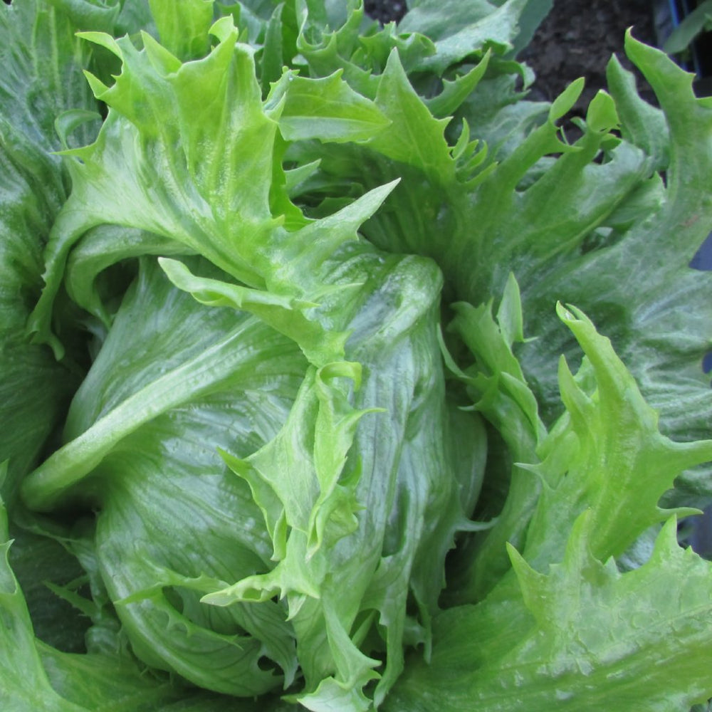 Lettuce & Leaf Balan Dividers