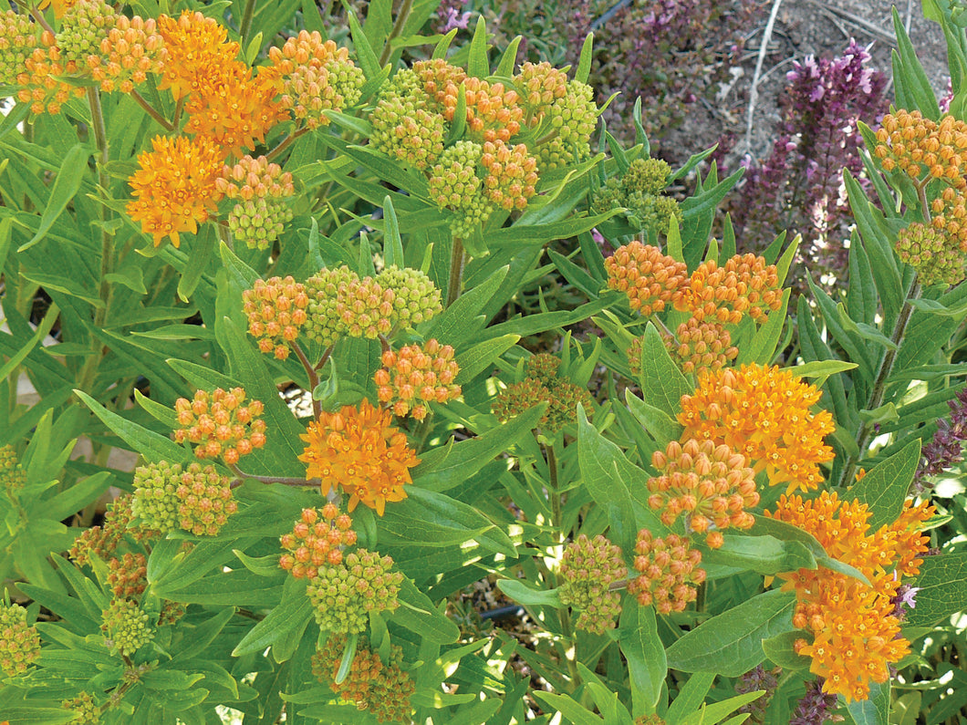 Milkweed Butterfly Snake River Seed Cooperative