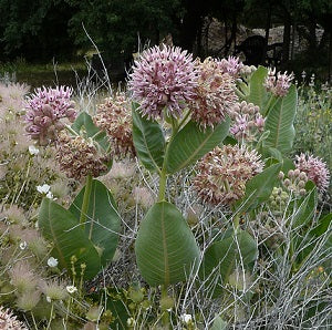 Milkweed Showy Snake River Seed Cooperative