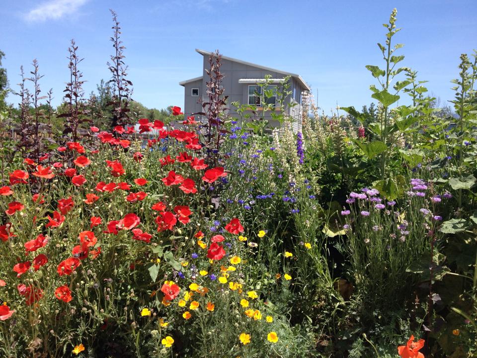 Great Basin Wildflower Mix