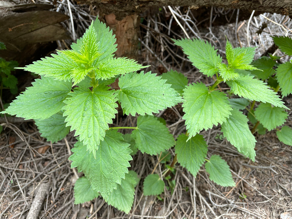 Nettle, Stinging – Snake River Seed Cooperative