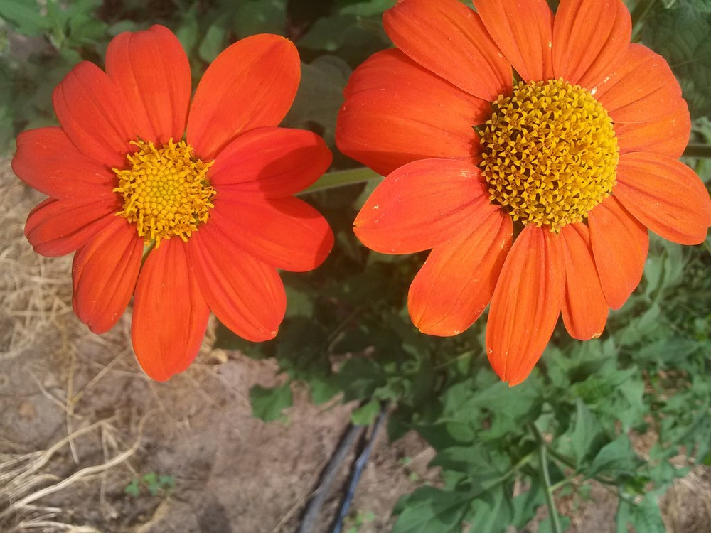 Strawflower, Double Tall Mix – Snake River Seed Cooperative