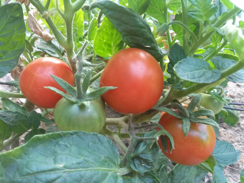 Charterseedsofficial on X: Tomato Star 9009 Aka Chamboko chewaya at Mr  Muzite's farm in Chipinge and planted 3000 plants . Star 9009 performs well  in rain season,yield potential 120-140 tonnes per ha