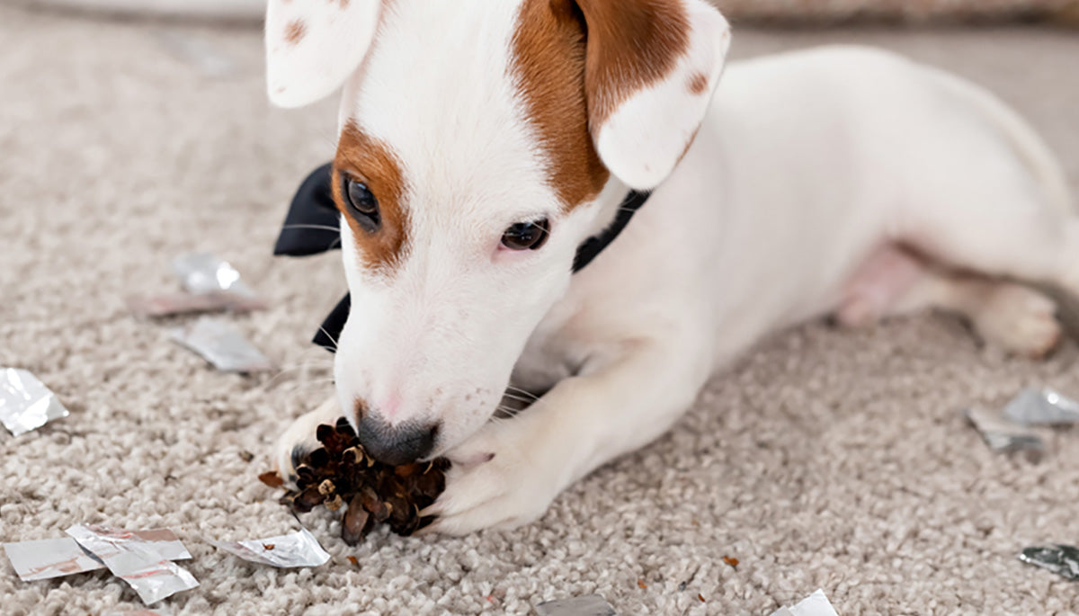 Cobbing Dogs What Does It Mean When A Dog Nibbles On You