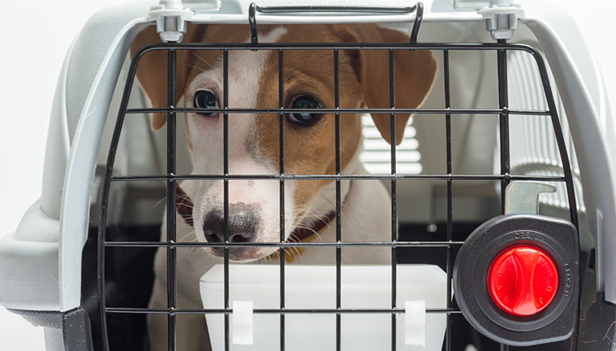 Canine Escapes: What To Do When A Dog Destroys Their Crate When Left Alone