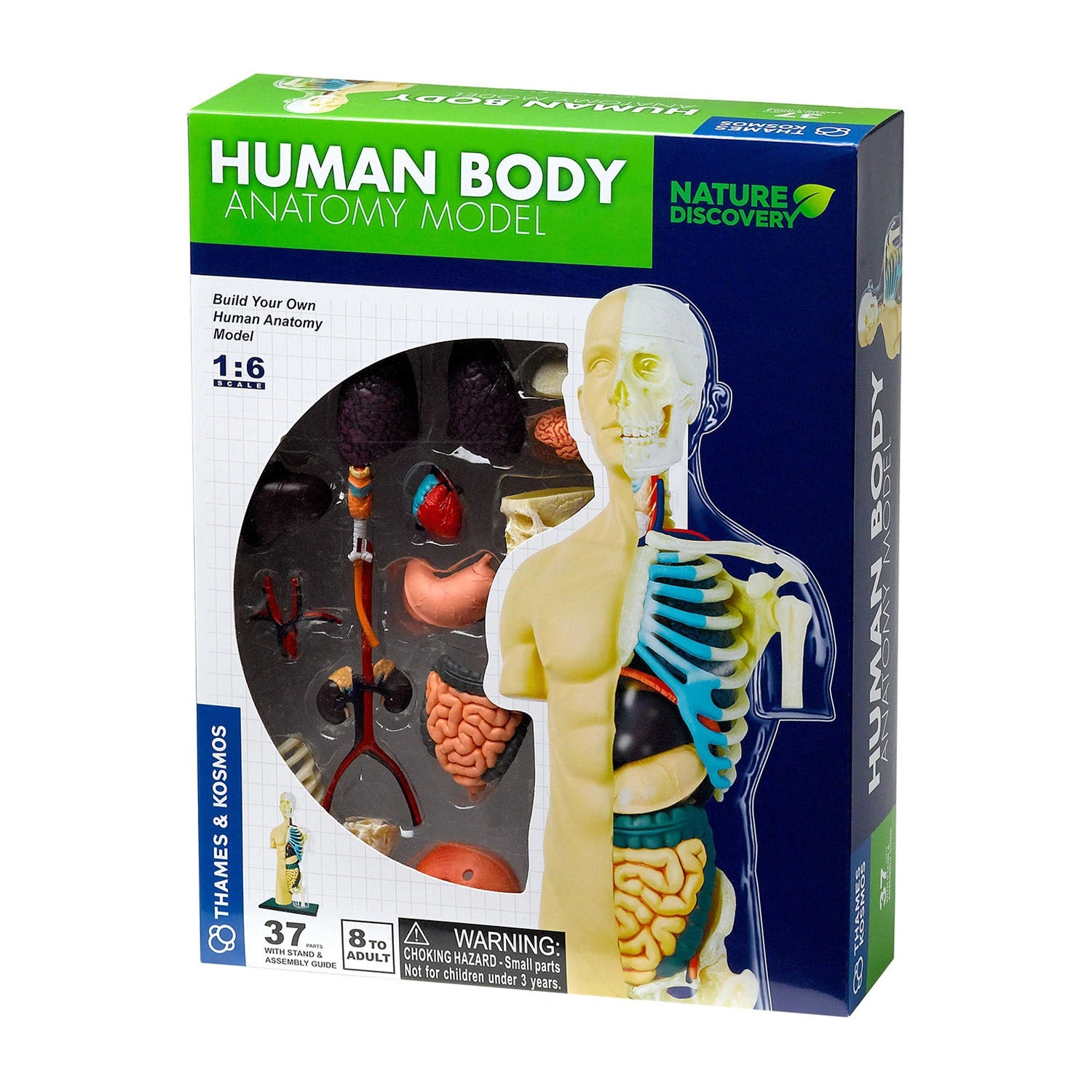 An image of Buy Human Body Model Anatomy Kit – For Kids 8+
