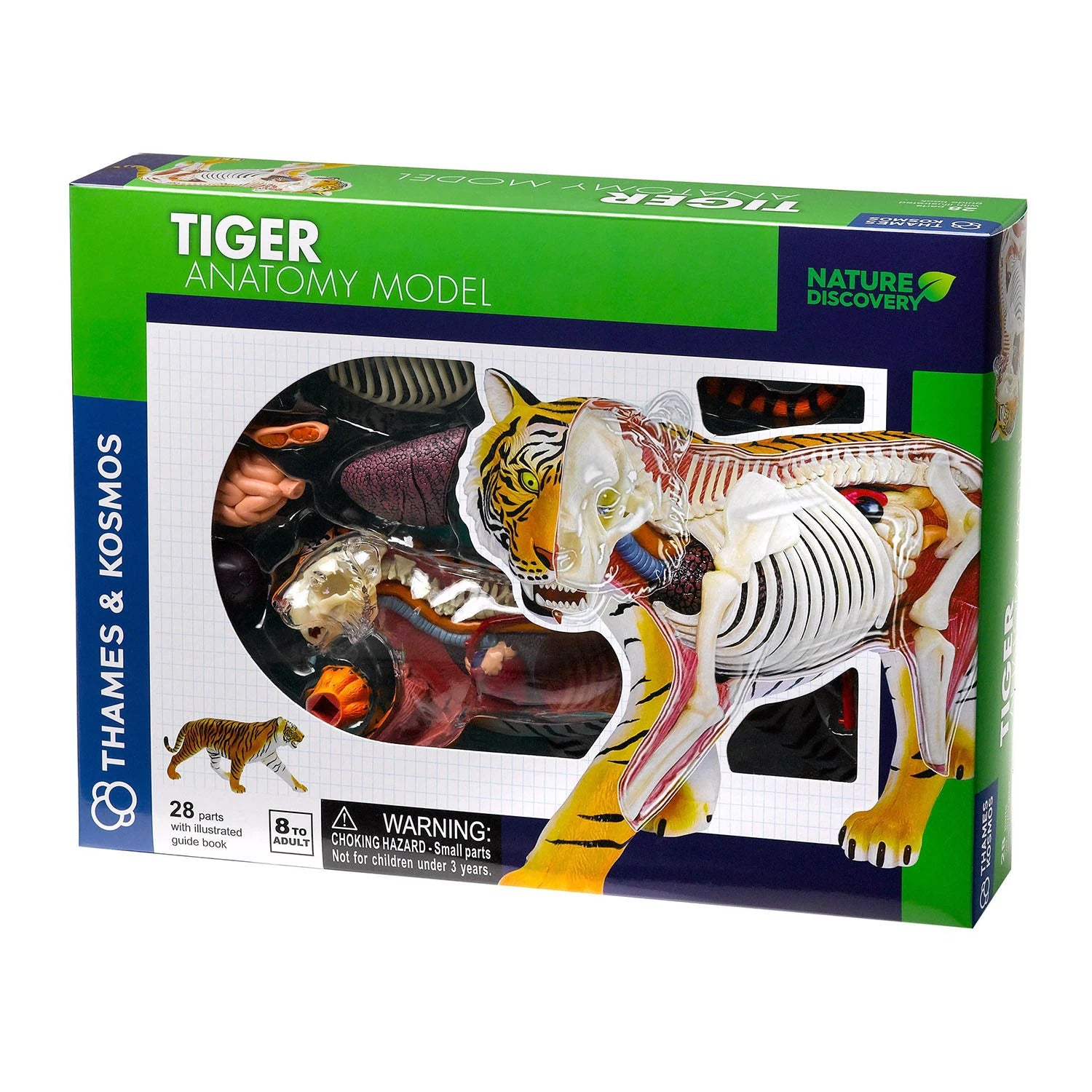 An image of Buy Tiger Anatomy Model - Nature Discovery Animal Model