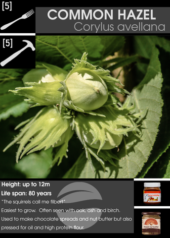 Hazelnut corylus avellana card with Edibility and functionality rating 