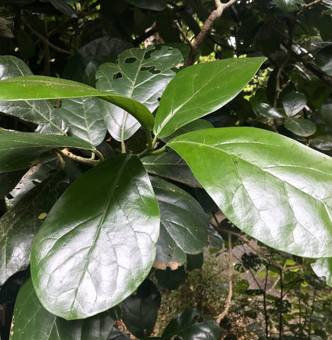 Three Kings kaikomako Pennantia baylisiana of the top 5 endanged trees