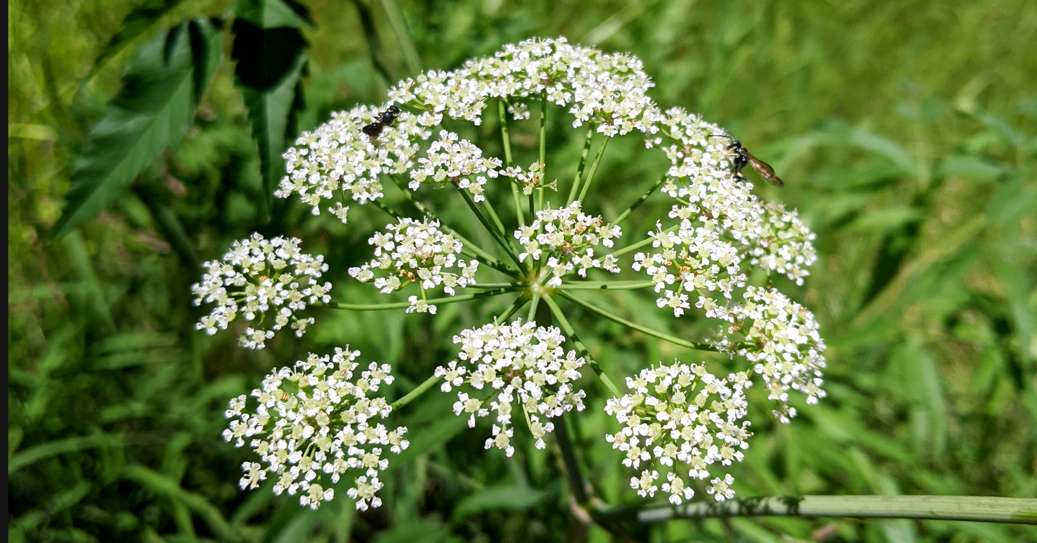 Poisonous plant water hemlock Cicuta douglasii white flowers