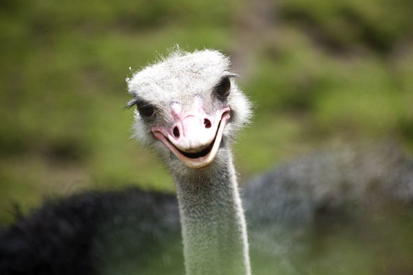 Ostrich Feed For the Farmer