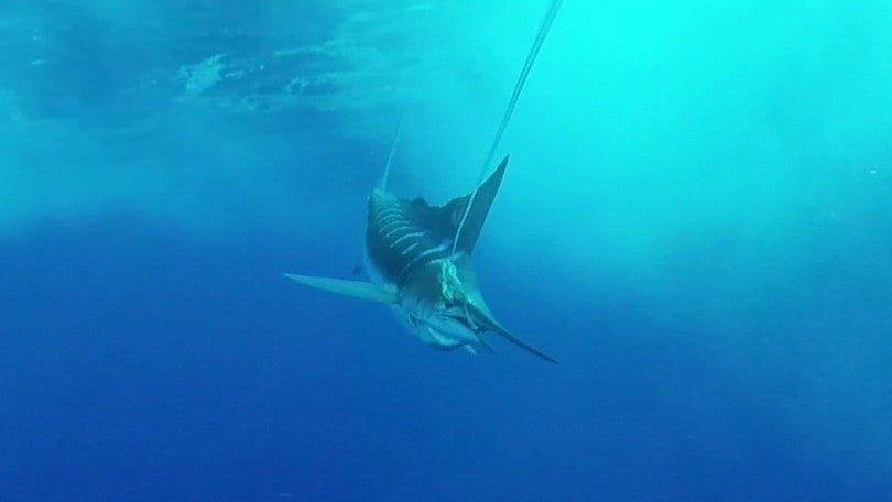 Marlin hooked under water with a Scent Blazer trolling lure.
