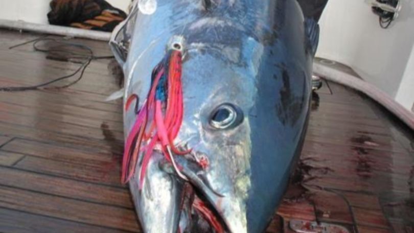 Southern Bluefin Tuna Lure.