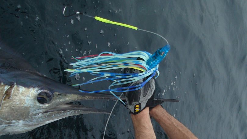 Stripped Marlin lure is a blue luminator trolling lure.