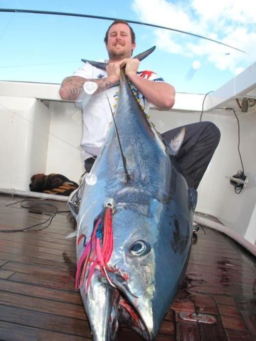 Josh Walden big Bluefin Tuna caught with a Scent Blazer trolling lure.