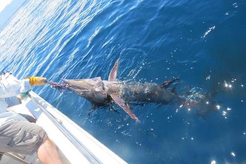 Roger O'Sullivan catches Marlin on scented lure.