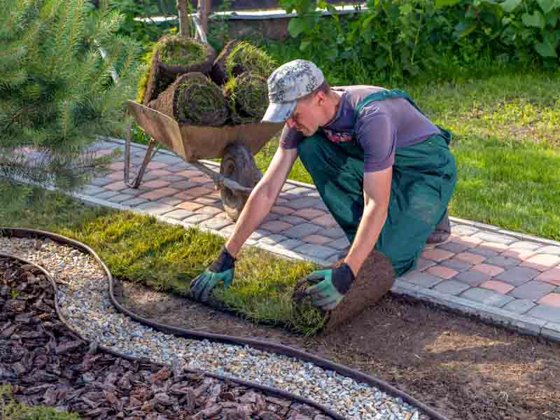 Installing Rolls of Sod