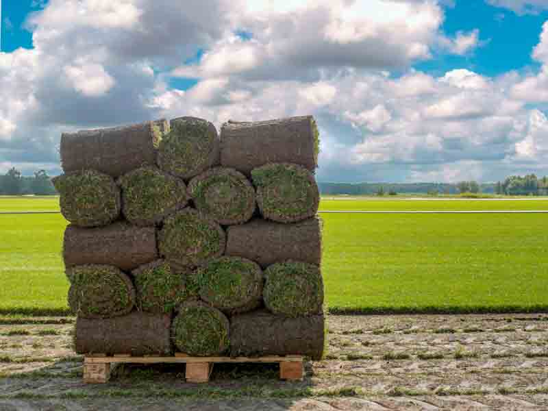 Rolls of Sod on Pallet