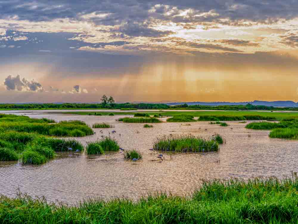 Sunset in Wetland