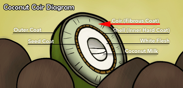 Coconut Coir Diagram Fibrous layer