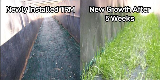 Turf Reinforcement Mat before and After with grass growing through