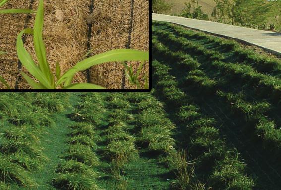 Propex TRM Helps Vegetation 